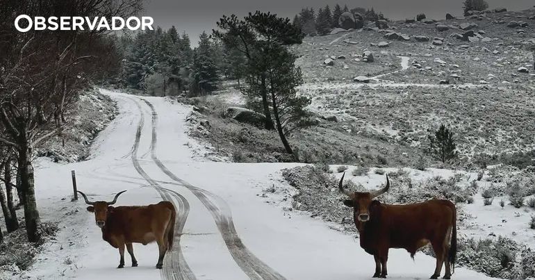 Várias zonas do país pintadas de branco no início do inverno – Observador