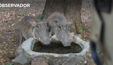 Javalis na Europa podem ser quase 20 milhões – Observador