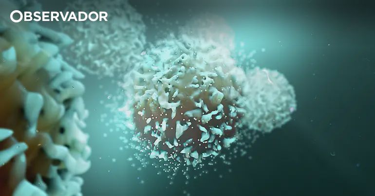 Dieta rica em gordura aumenta risco de cancro do fígado – Observador