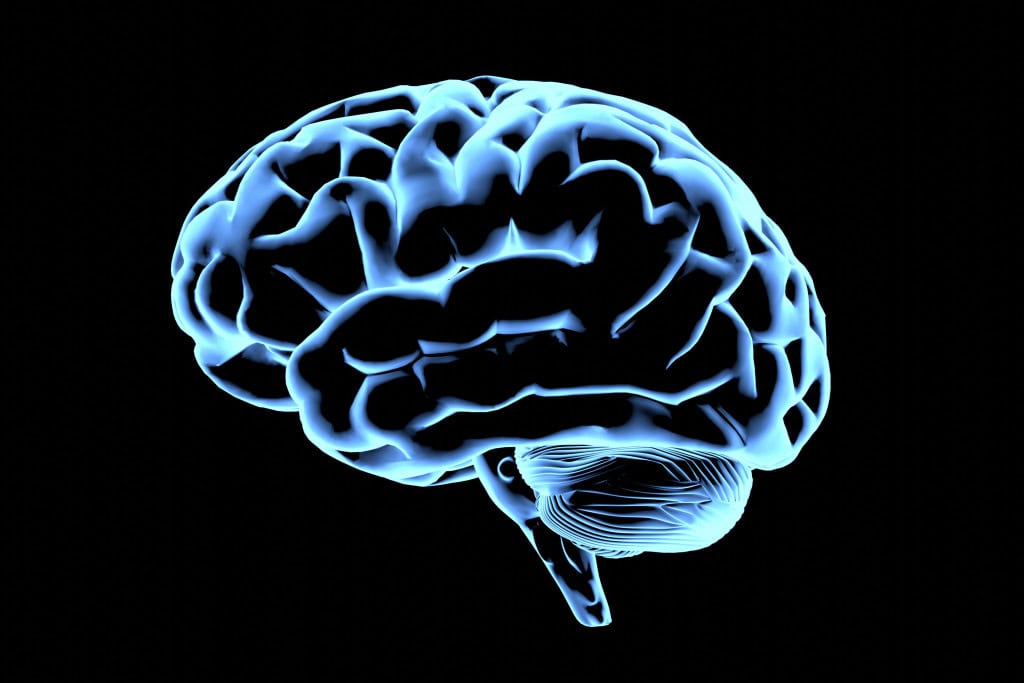 cérebro humano