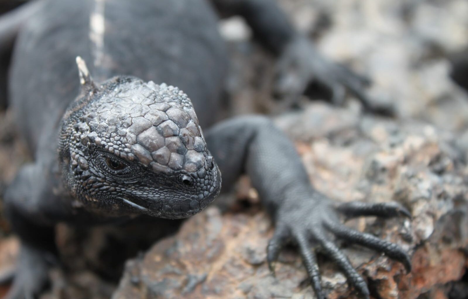 Fotógrafo de Poços de Caldas conquista prêmio em concurso mundial