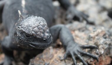 Fotógrafo de Poços de Caldas conquista prêmio em concurso mundial