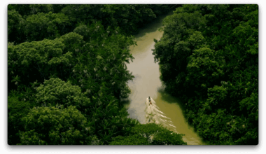 A Vale encerra 2025 com uma ação de fim de ano que resgata o "Tempo da Floresta", conceito institucional trabalhado neste ano.