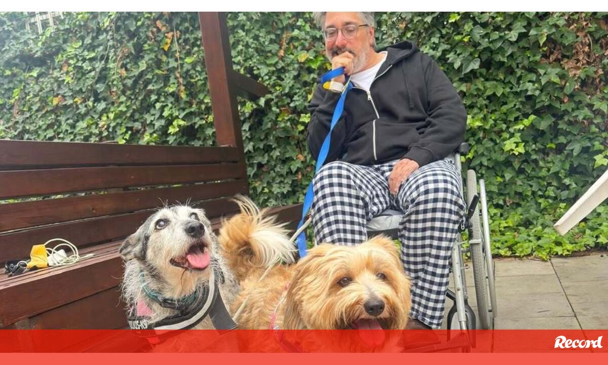 O tão esperado reencontro! Nuno Markl partilha foto em cadeira de rodas com as suas cadelinhas - Pets and Company
