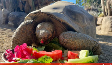 Morreu aos 141 anos a tartaruga que atravessou duas guerras e duas pandemias: a história impressionante de Gramma - Pets and Company