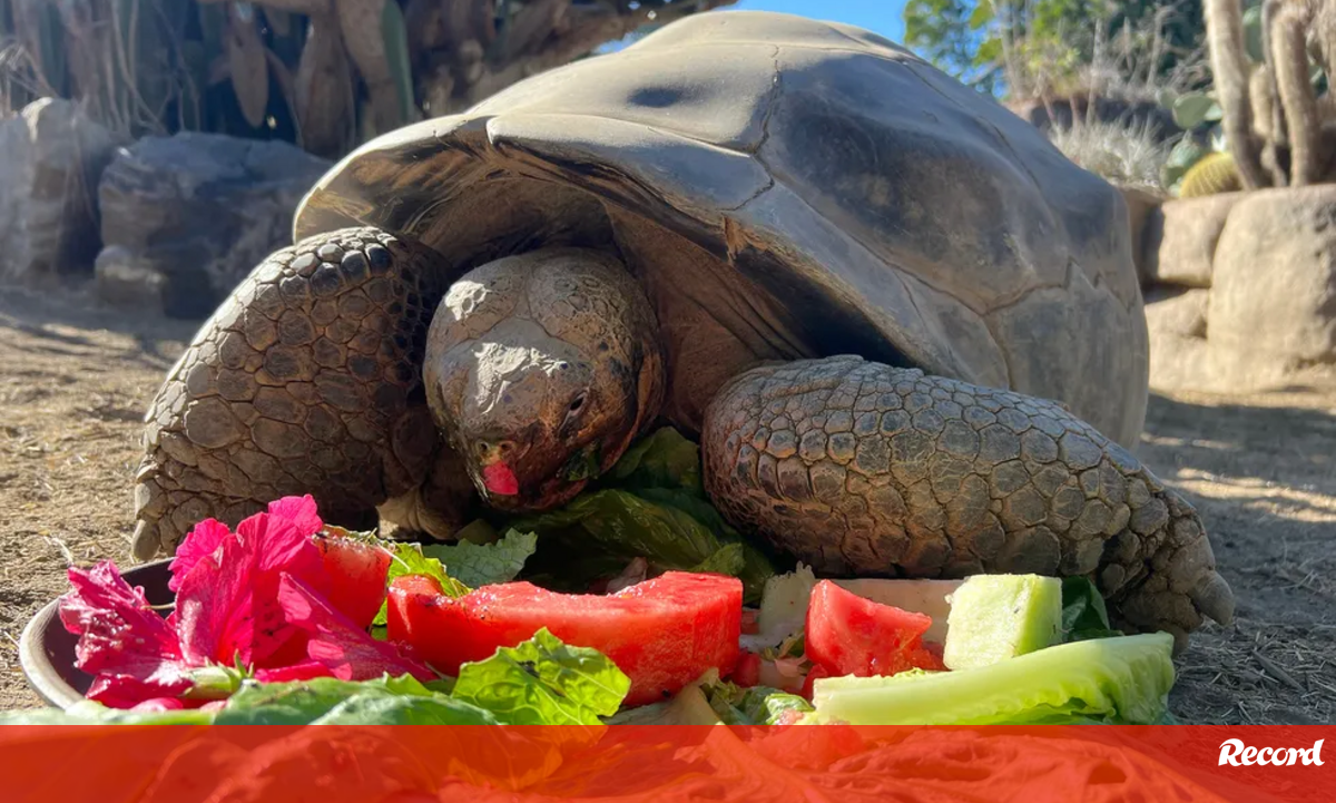 Morreu aos 141 anos a tartaruga que atravessou duas guerras e duas pandemias: a história impressionante de Gramma - Pets and Company