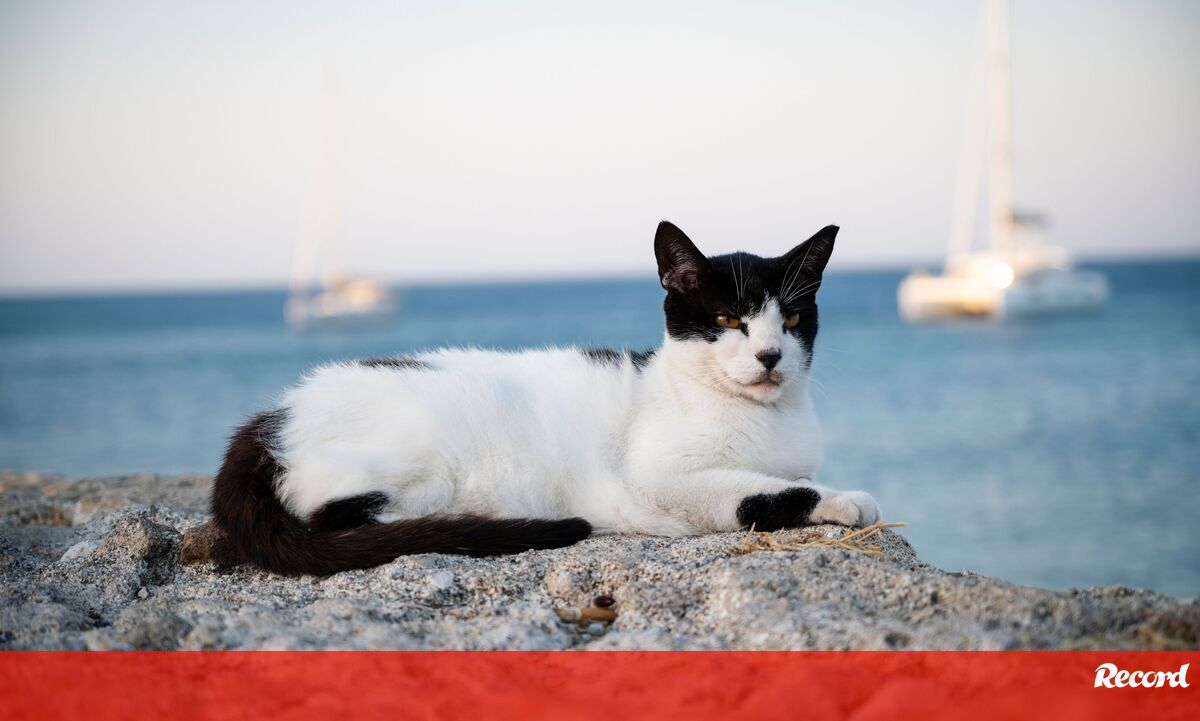 Quer mudar de vida? Um santuário na Grécia procura um cuidador para 55 gatos com alojamento incluído - Pets and Company