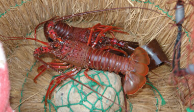 Lagostas vivas deixam de poder ser fervidas no Reino Unido com nova estratégia animal