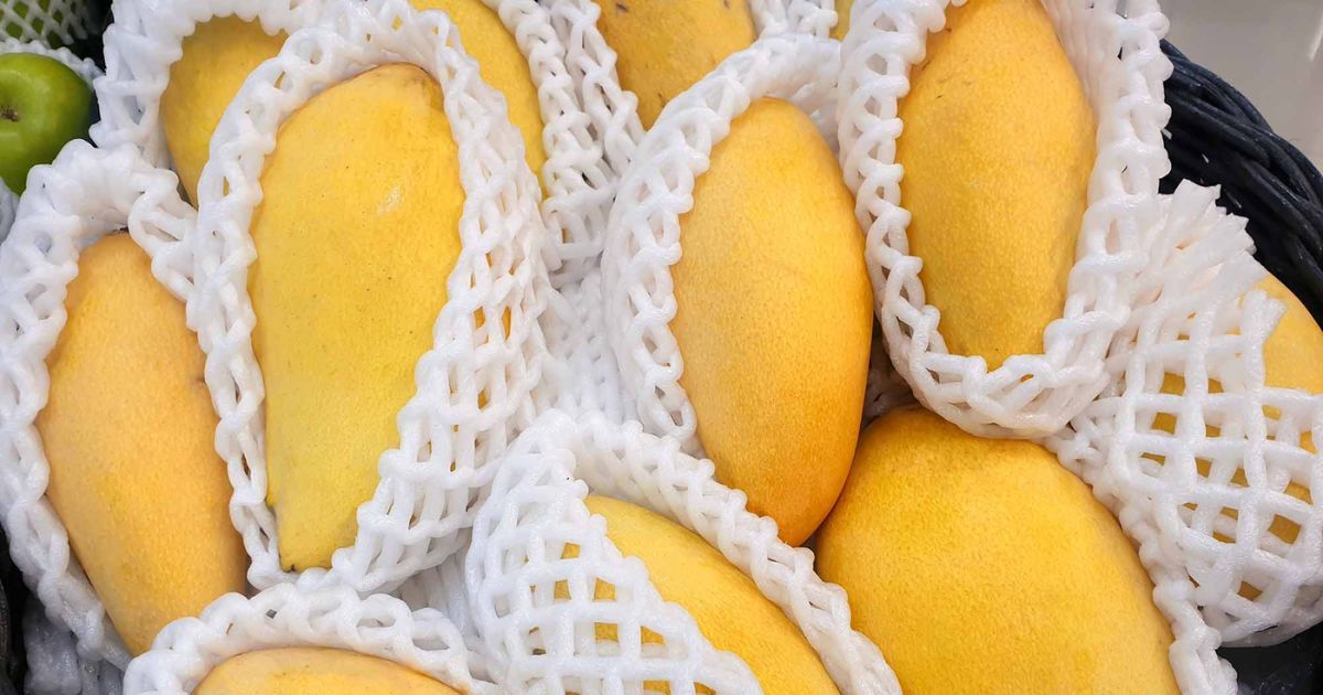 Quando madura, a manga carabao tem coloração amarelo-claro e aroma intenso