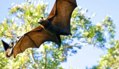 Saúde registra aumento de atendimentos por contato com morcegos em Alagoas