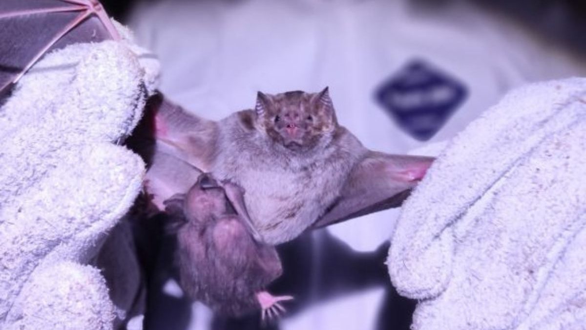 Raiva animal em bois e morcegos acende alerta no Norte de SC