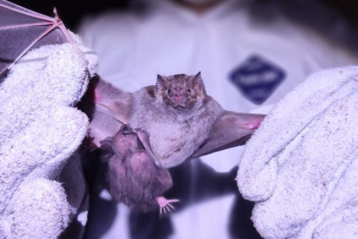 Somente em julho de 2025, Schroeder registrou 16 casos de raiva animal em morcegos