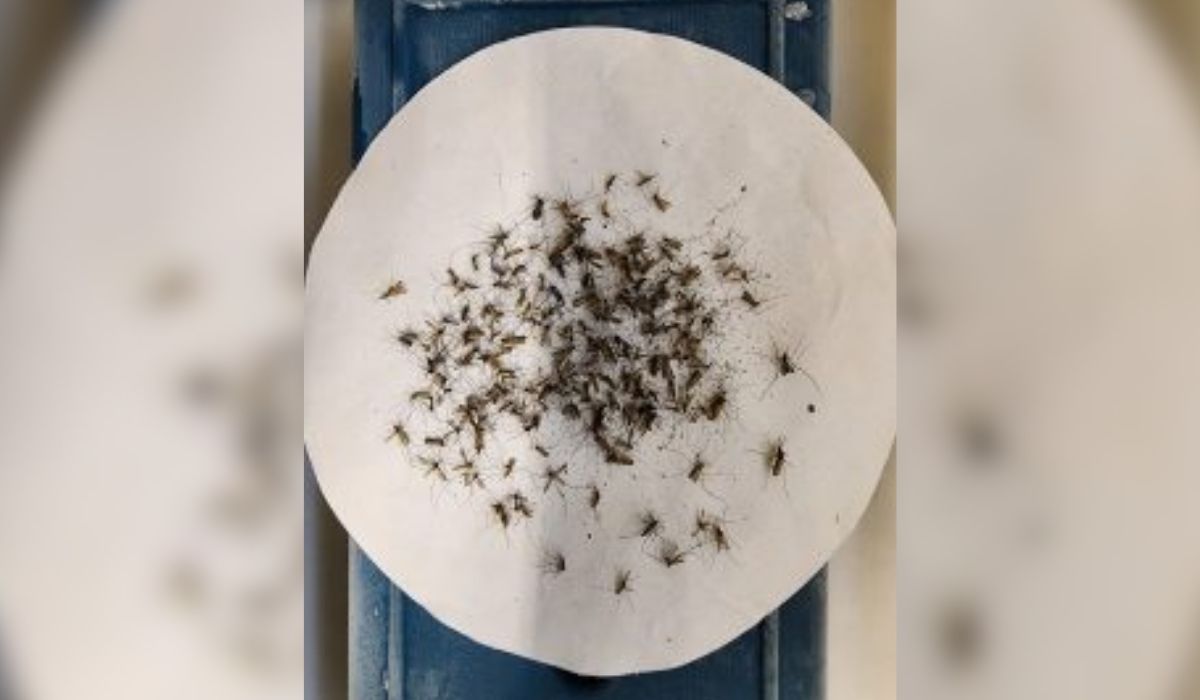 Imagem de muitos mosquitos em cima de um pano, para fazer relação com o título da matéria: Mosquito da febre amarela em SC acende alerta: 'tem em todo o estado