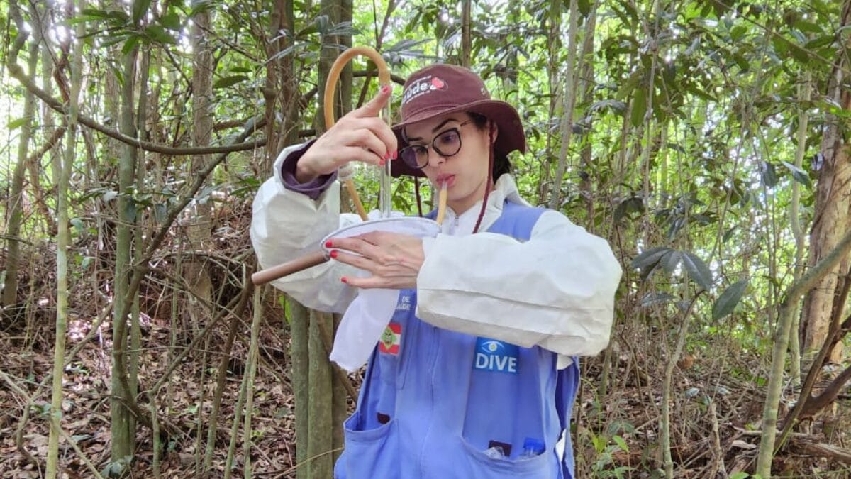 Mosquito que transmite febre amarela é identificado pela primeira vez em SC: "Alerta de saúde"