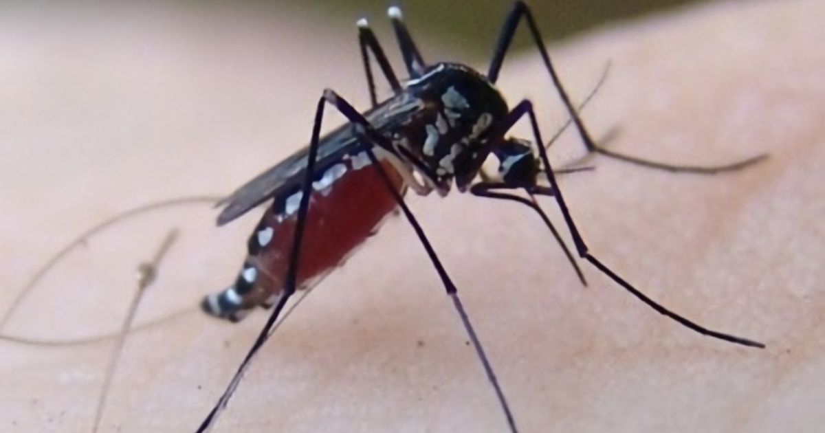 Imagem do mosquito Haemagogus leucocelaenus, em cima de uma pele humana, para relacionar com o fato de pessoas acostumadas a frequentarem locais com mata podem ser contaminadas pelo mosquito