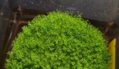 Musgo resistiu por nove meses no espaço