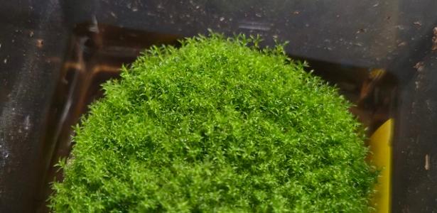 Musgo resistiu por nove meses no espaço