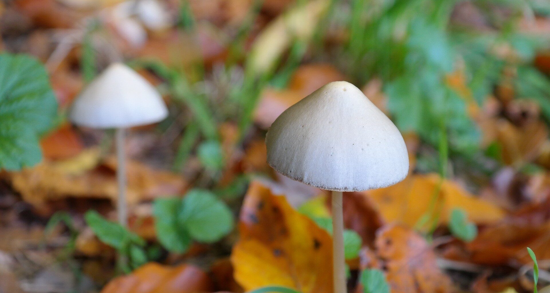 Estudo mapeia como a psilocibina remodela circuitos cerebrais ligados à depressão