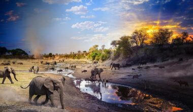 As imagens do ano da National Geographic mostram espécies em risco e ecossistemas frágeis - Site do dia