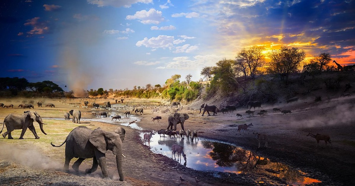 As imagens do ano da National Geographic mostram espécies em risco e ecossistemas frágeis - Site do dia