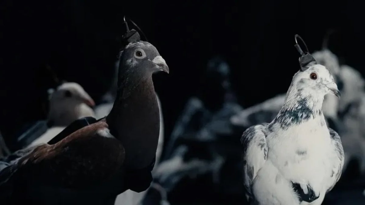 pombos comuns controlados através de implantes cerebrais