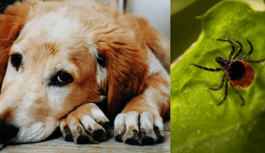 Nova doença causada por carrapato é identificada em cães