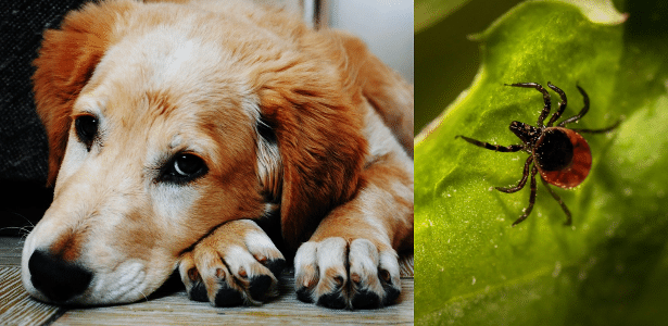 Nova doença causada por carrapato é identificada em cães