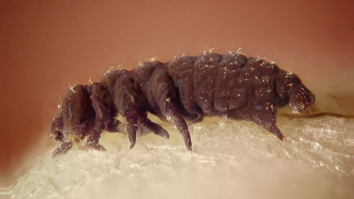 Imune ao fogo, frio e espaço: conheça o animal mais resistente do universo