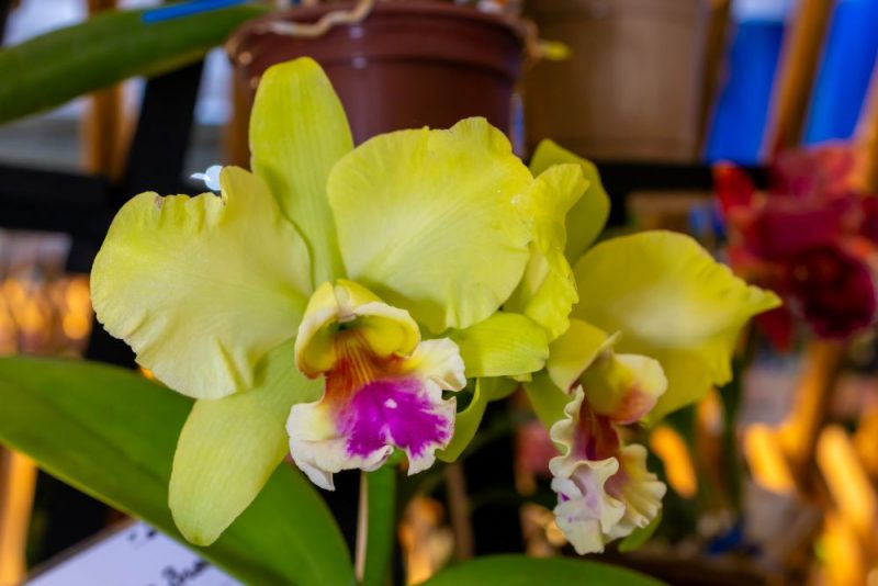 Além da hidratação, a luminosidade é outro fator importante para a sobrevivência das plantas - Divulgação/Ajao/ND Mais