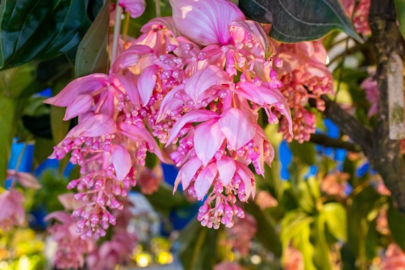 Além da hidratação, a luminosidade é outro fator importante para a sobrevivência das plantas - Divulgação/Ajao/ND Mais