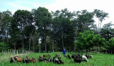 Amazonas confirma casos de raiva animal após morte de bezerros no interior