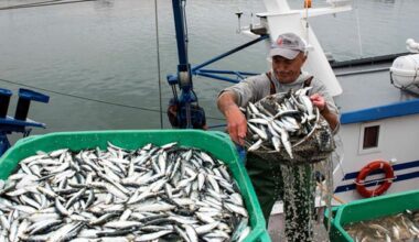 Acordos europeus podem resultar numa quebra de 20% na possibilidade de pesca para Portugal