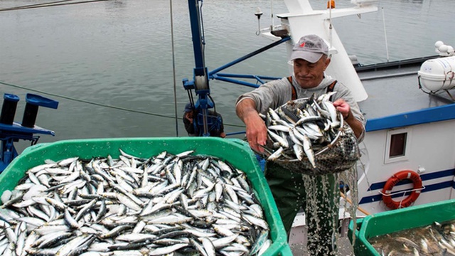 Acordos europeus podem resultar numa quebra de 20% na possibilidade de pesca para Portugal
