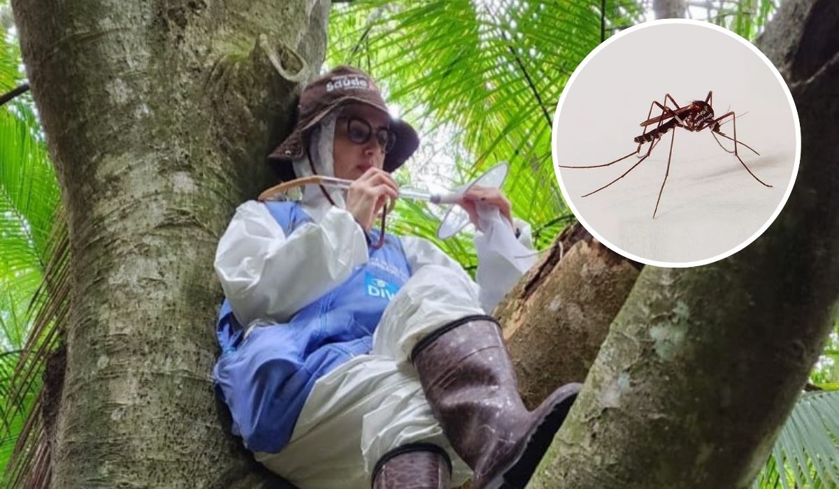 Imagem da pesquisadora e doutora Sabrina, coletando amostras em cima de uma árvore, para relacionar ao fato de que ela afirmou que a espécie está em todo o estado catarinense 