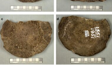 Testes revelam que ossos achados no Alasca não eram de mamute, mas de baleia