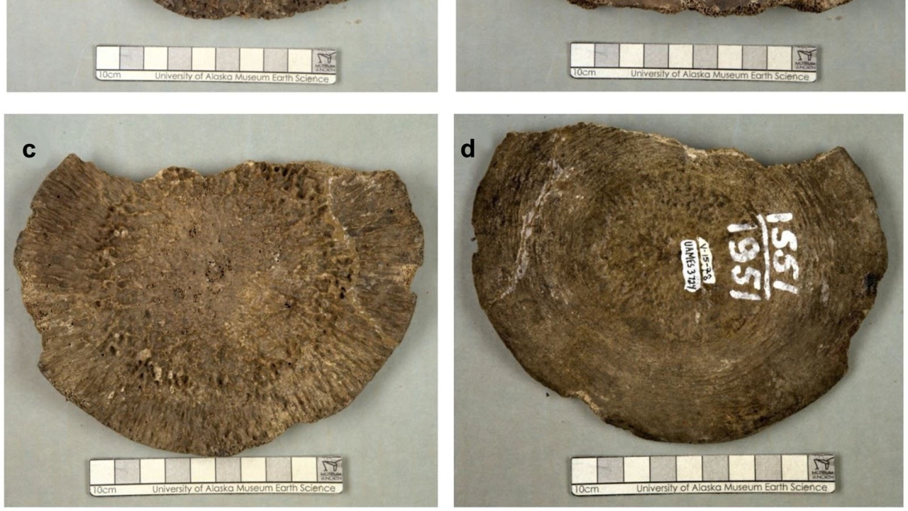 Testes revelam que ossos achados no Alasca não eram de mamute, mas de baleia