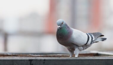 Estudo identifica possível sensor magnético no ouvido interno dos pombos