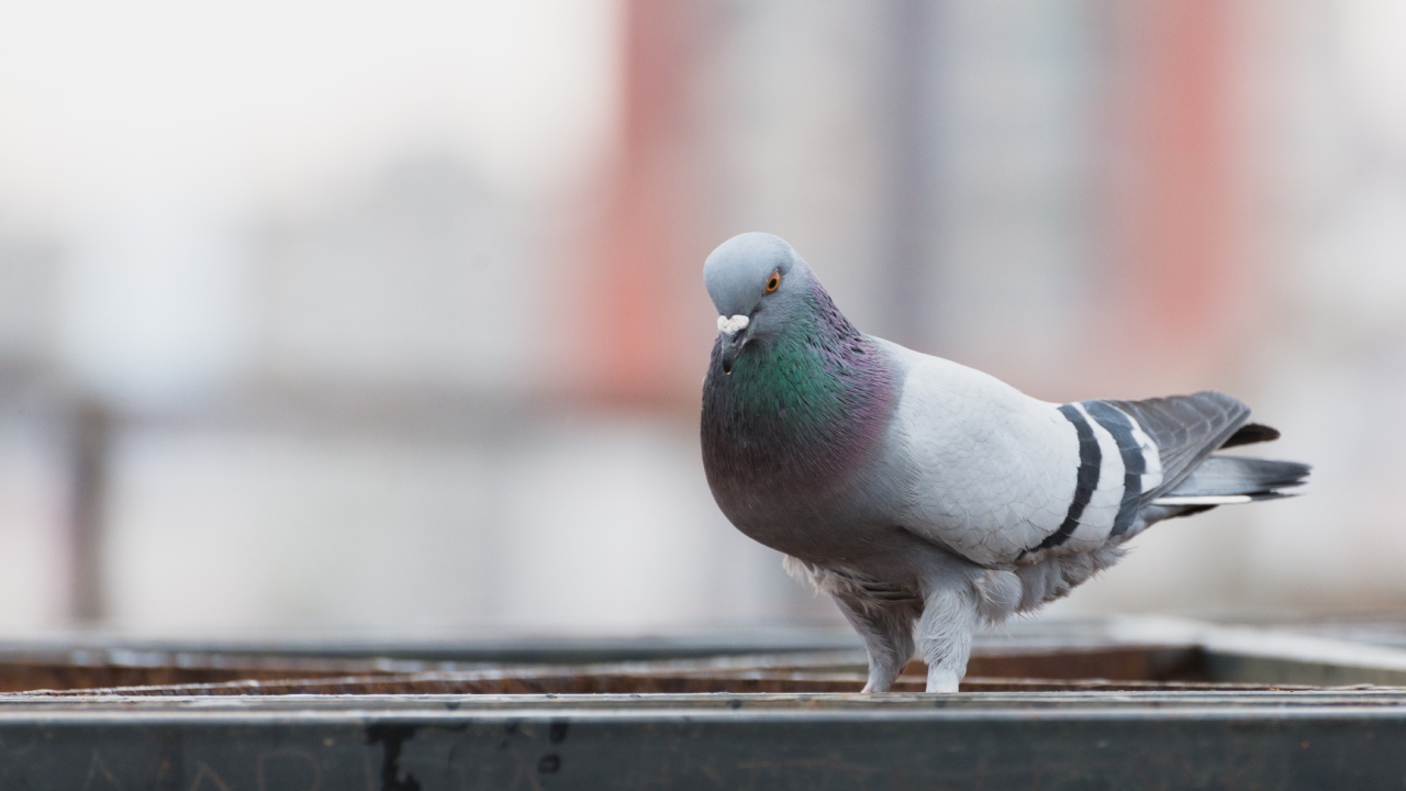 Estudo identifica possível sensor magnético no ouvido interno dos pombos