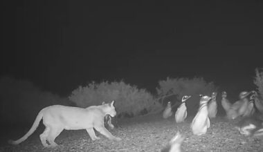 Pumas começaram a comer pinguins, mas se comportando de maneira estranha, na Patagônia