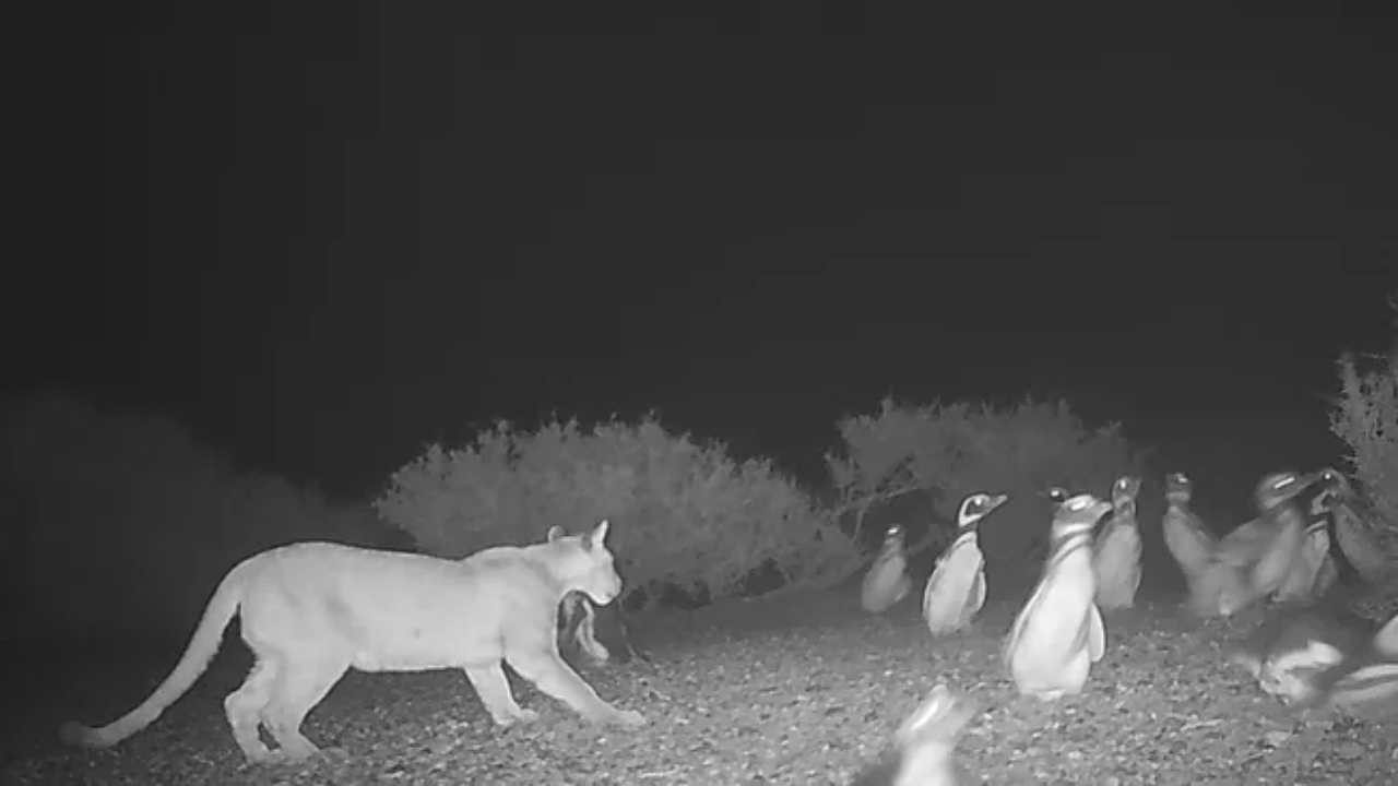 Pumas começaram a comer pinguins, mas se comportando de maneira estranha, na Patagônia