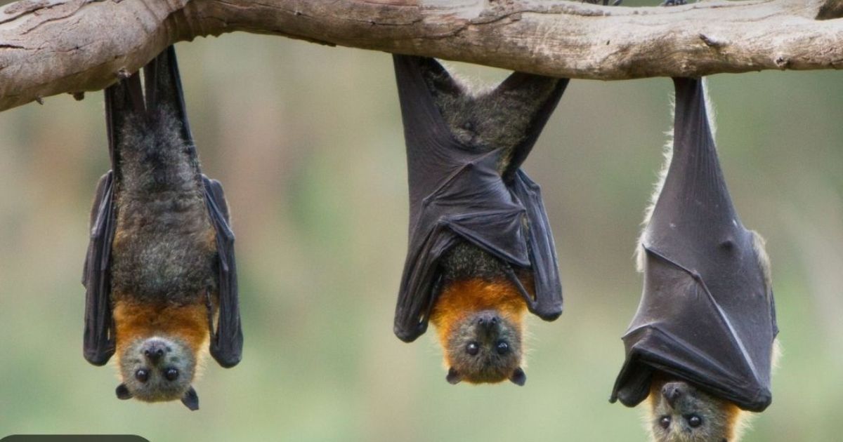 Raiva animal em bois e morcegos acende alerta na região Norte de SC