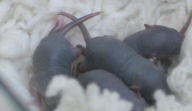 15 dias após missão espacial, camundongo dá à luz a 10 filhotes na China