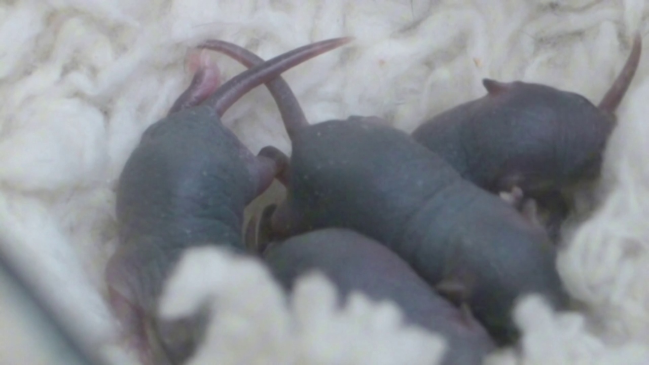 15 dias após missão espacial, camundongo dá à luz a 10 filhotes na China