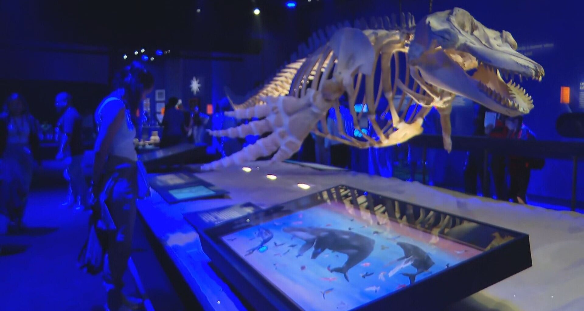 Museu do Amanhã abre mostra sobre oceanos em comemoração pelos 10 anos da inauguração - G1