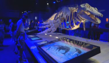 Museu do Amanhã abre mostra sobre oceanos em comemoração pelos 10 anos da inauguração - G1