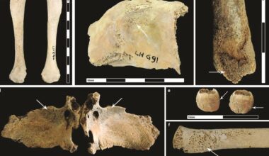 Urbanismo romano foi prejudicial à saúde pública, segundo estudo