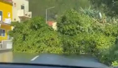 Vento continua a condicionar estradas com várias quedas de árvores (com fotos e vídeos)