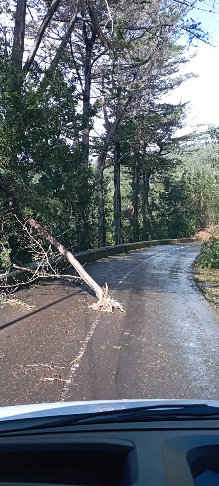 Vento continua a condicionar estradas com várias quedas de árvores (com fotos e vídeos)