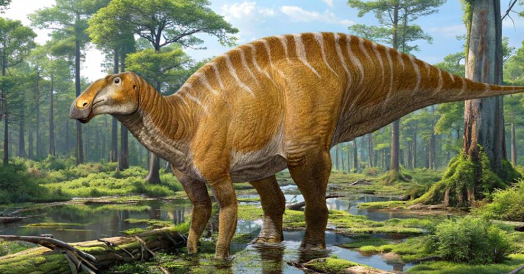 “Vaca do Cretáceo”: nova espécie de dinossauro herbívoro é identificada após quase um século