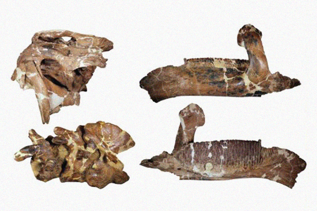 Fotografia do conjunto de fósseis de Ahshislesaurus wimani